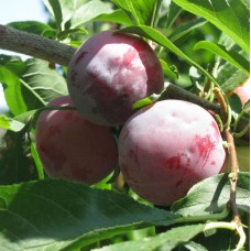 Гибрид абрикоса, сливы и персика Шарафуга синяя №2